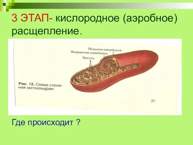 3 ЭТАП- кислородное (аэробное) расщепление. Где происходит ?