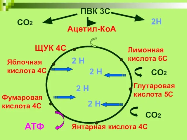 ПВК 3С Ацетил-КоА 2С Лимонная кислота 6С Глутаровая кислота 5С Янтарная