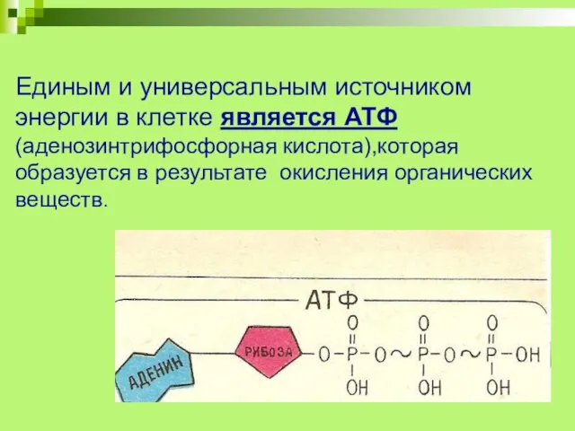 Единым и универсальным источником энергии в клетке является АТФ (аденозинтрифосфорная кислота),которая