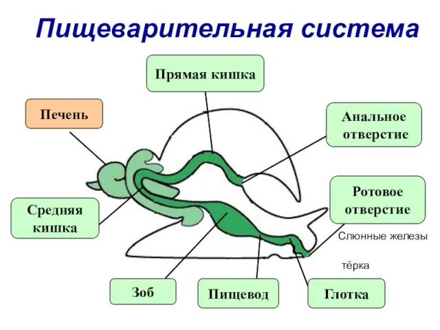 Пищеварительная система Анальное отверстие Ротовое отверстие Глотка Пищевод Зоб Средняя кишка