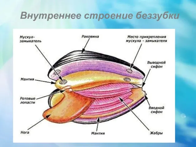 Внутреннее строение беззубки