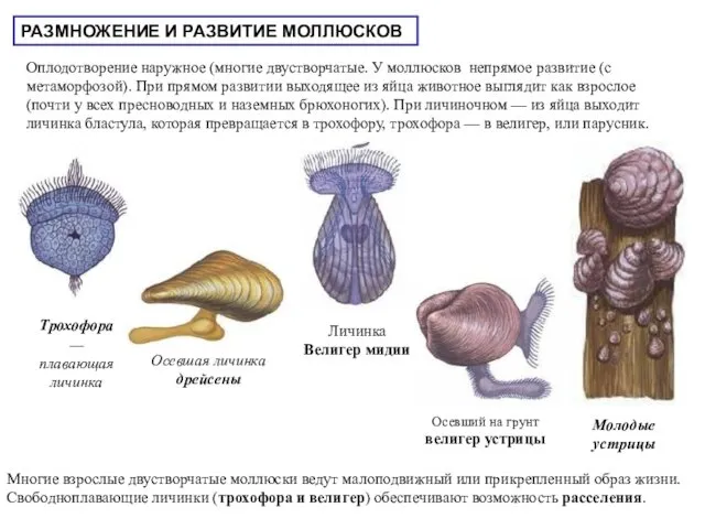 РАЗМНОЖЕНИЕ И РАЗВИТИЕ МОЛЛЮСКОВ Оплодотворение наружное (многие двустворчатые. У моллюсков непрямое