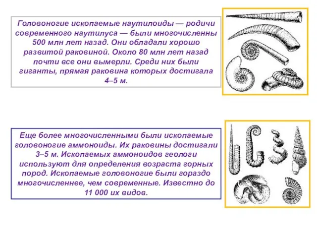 Головоногие ископаемые наутилоиды — родичи современного наутилуса — были многочисленны 500