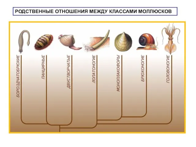 РОДСТВЕННЫЕ ОТНОШЕНИЯ МЕЖДУ КЛАССАМИ МОЛЛЮСКОВ