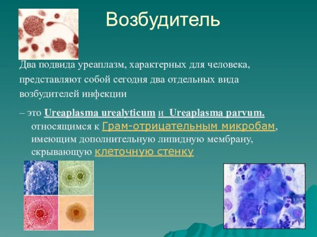 Возбудитель Два подвида уреаплазм, характерных для человека, представляют собой сегодня два