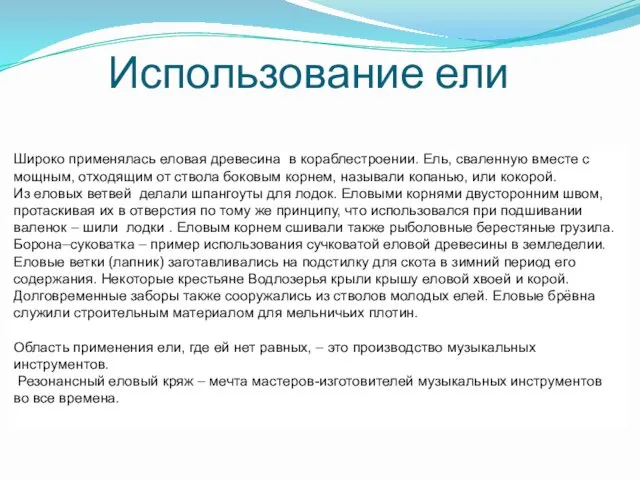 Использование ели Широко применялась еловая древесина в кораблестроении. Ель, сваленную вместе