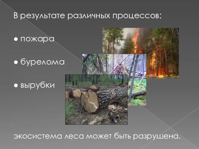 В результате различных процессов: ● пожара ● бурелома ● вырубки экосистема леса может быть разрушена.