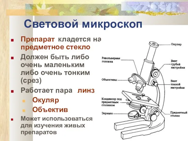 Световой микроскоп Препарат кладется на предметное стекло Должен быть либо очень