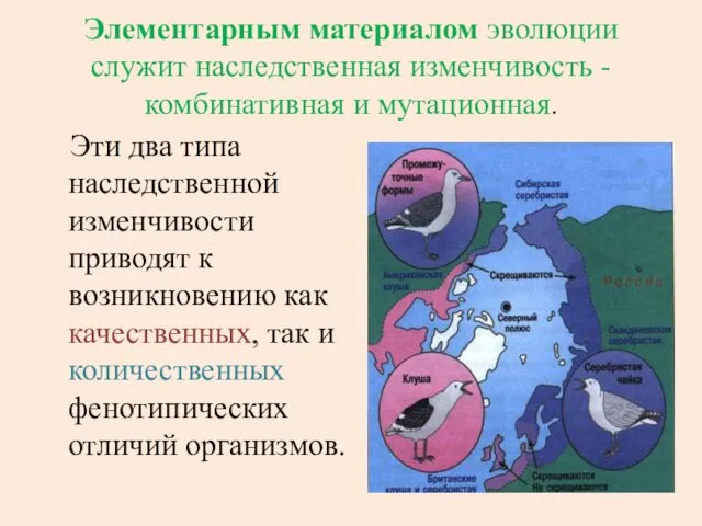 Элементарным материалом эволюции служит наследственная изменчивость - комбинативная и мутационная. Эти