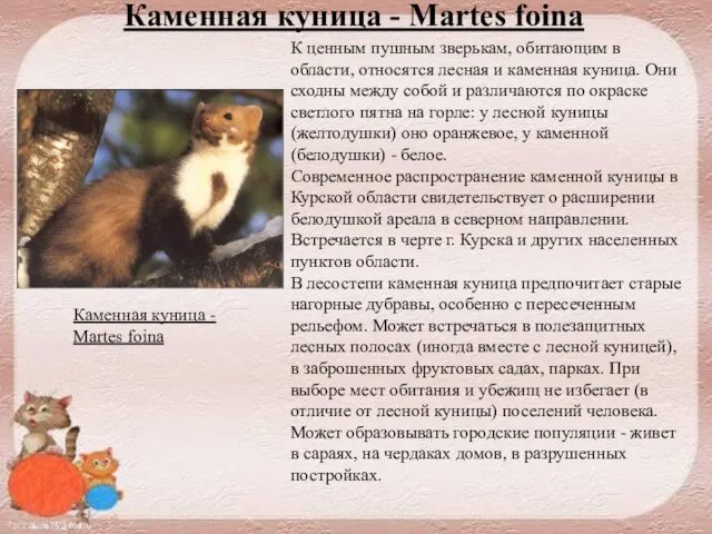 Каменная куница - Martes foina К ценным пушным зверькам, обитающим в