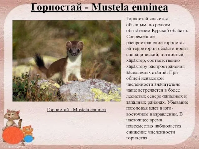 Горностай - Mustela enninea Горностай является обычным, но редким обитателем Курской