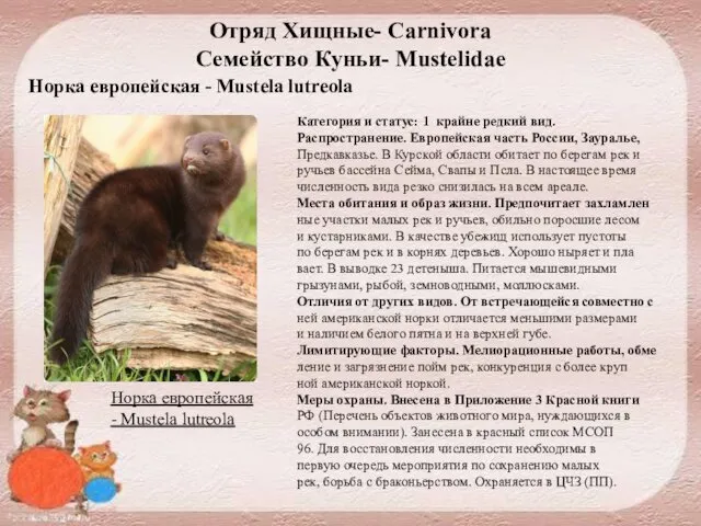 Отряд Хищные- Carnivora Семейство Куньи- Mustelidae Норка европейская - Mustela lutreola