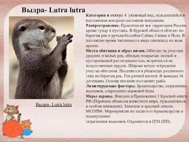 Выдра- Lutra lutra Категория и статус: 4 уязвимый вид, нуждающийся в