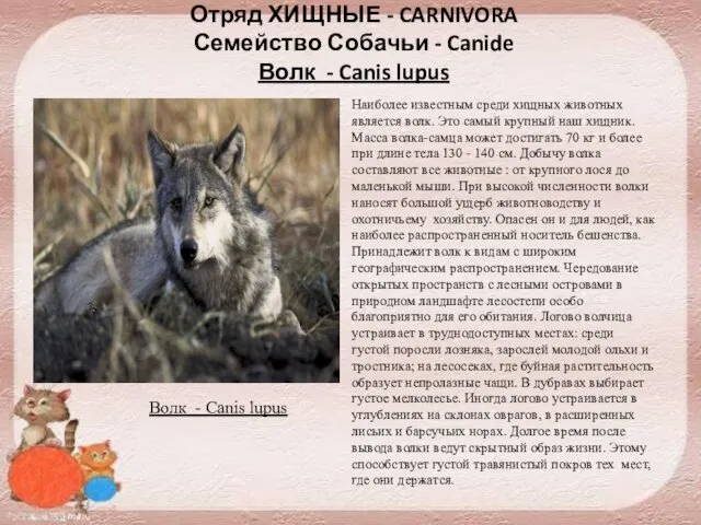 Отряд ХИЩНЫЕ - CARNIVORA Семейство Собачьи - Canide Волк - Canis