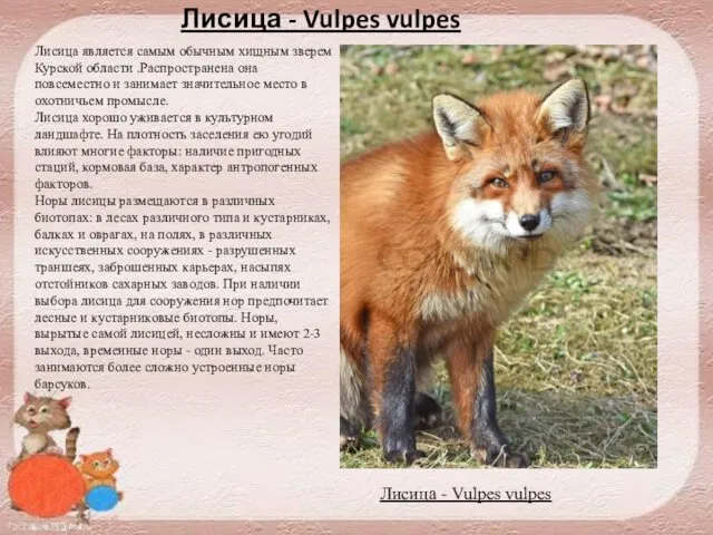 Лисица - Vulpes vulpes Лисица является самым обычным хищным зверем Курской