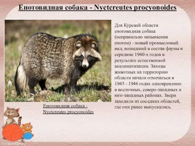 Енотовидная собака - Nyctcreutes procyonoides Для Курской области енотовидная собака (неправильно