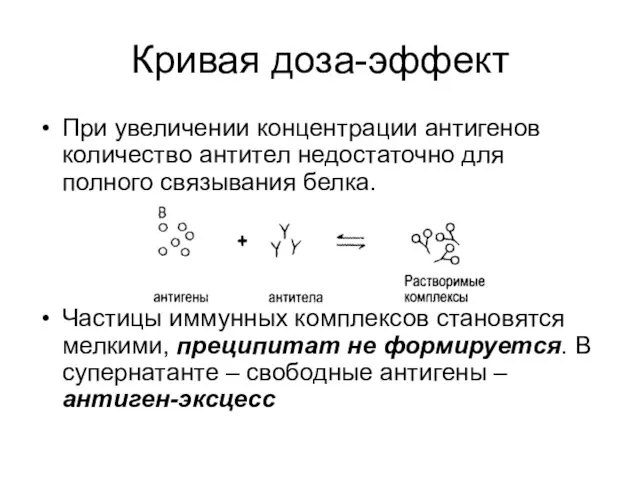 При увеличении концентрации антигенов количество антител недостаточно для полного связывания белка.