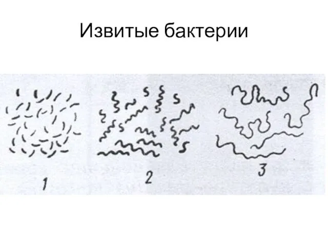 Извитые бактерии