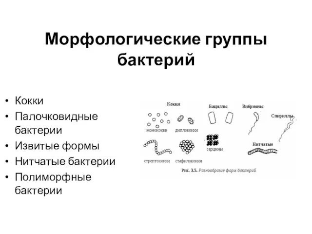 Морфологические группы бактерий Кокки Палочковидные бактерии Извитые формы Нитчатые бактерии Полиморфные бактерии