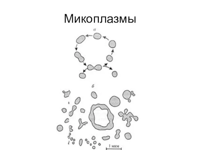 Микоплазмы