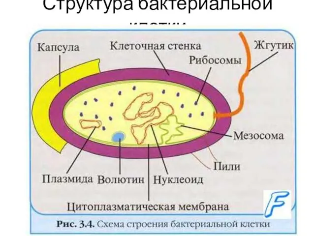 Структура бактериальной клетки