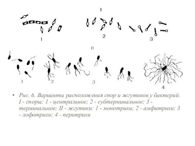 Рис. 6. Варианты расположения спор и жгутиков у бактерий. I -