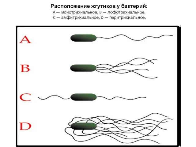 Расположение жгутиков у бактерий: A — монотрихиальное, B — лофотрихиальное, C — амфитрихиальное, D — перитрихиальное.