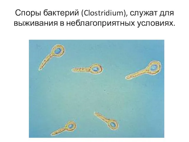 Споры бактерий (Clostridium), служат для выживания в неблагоприятных условиях.
