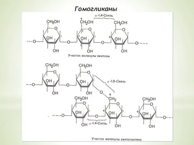 Гомогликаны