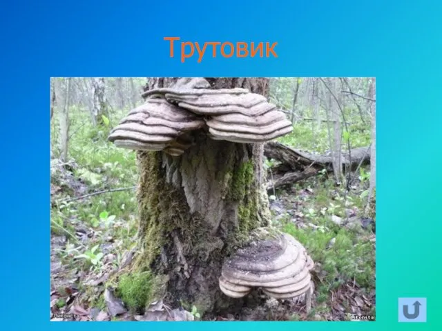 Трутовик