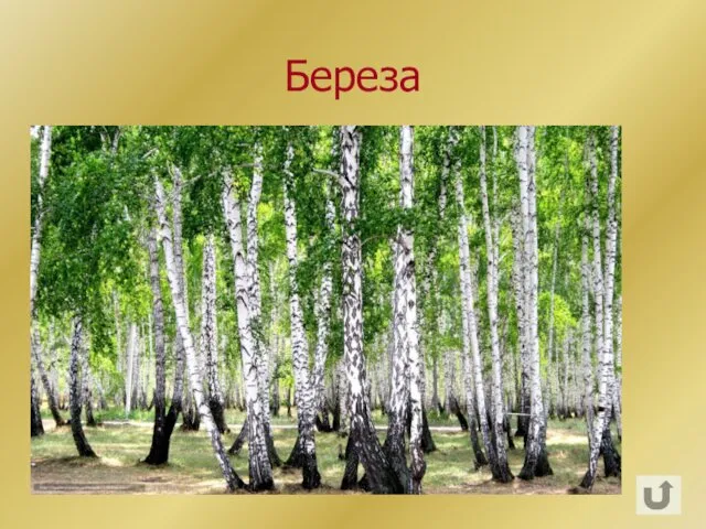 Береза