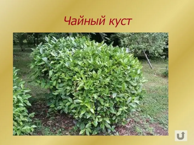 Чайный куст