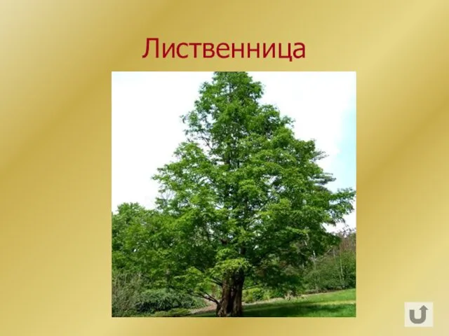 Лиственница