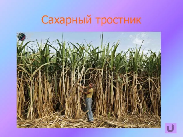 Сахарный тростник