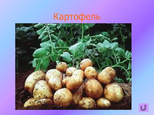 Картофель