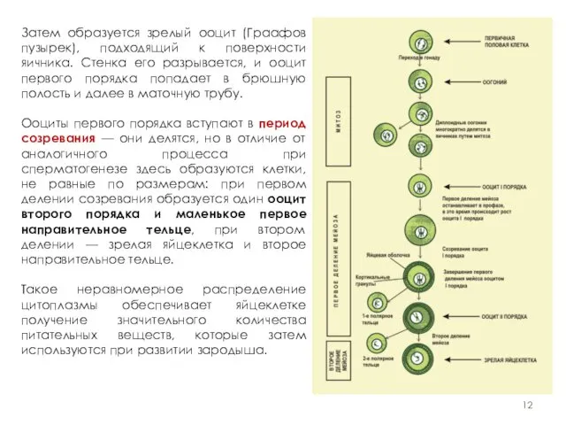 Затем образуется зрелый ооцит (Граафов пузырек), подходящий к поверхности яичника. Стенка