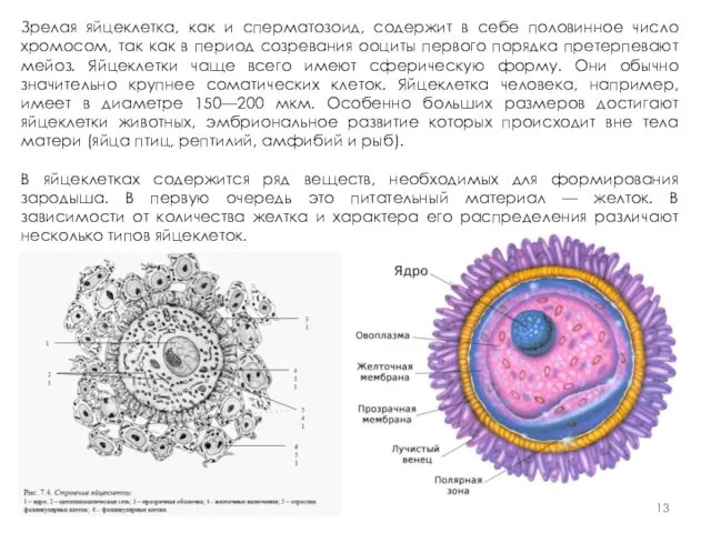 Зрелая яйцеклетка, как и сперматозоид, содержит в себе половинное число хромосом,