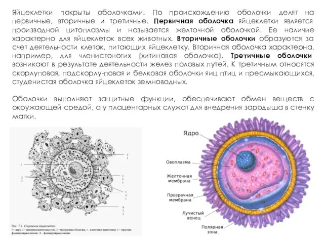 Яйцеклетки покрыты оболочками. По происхождению оболочки делят на первичные, вторичные и