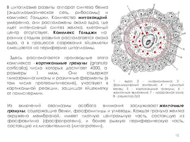 1 - ядро; 2 - плазмолемма; 3 - фолликулярный эпителий; 4