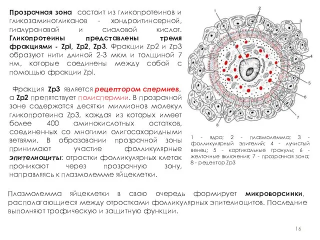 1 - ядро; 2 - плазмолемма; 3 - фолликулярный эпителий; 4