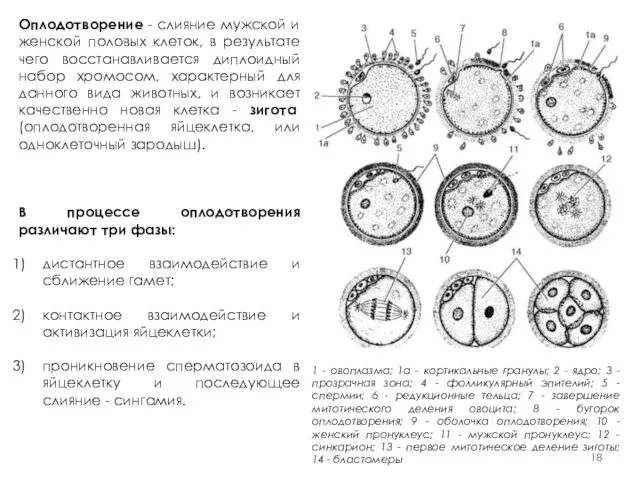 1 - овоплазма; 1а - кортикальные гранулы; 2 - ядро; 3