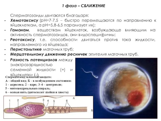 1 фаза – СБЛИЖЕНИЕ Сперматозоиды двигаются благодаря: Хемотаксису (pH=7-7,5 – быстро