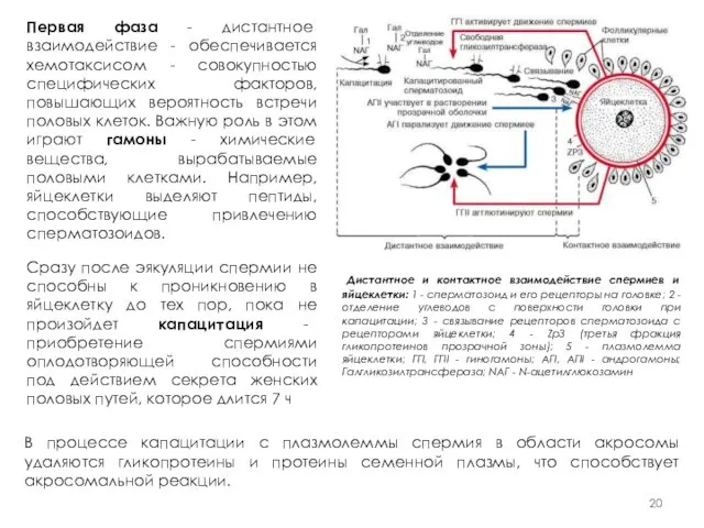 Первая фаза - дистантное взаимодействие - обеспечивается хемотаксисом - совокупностью специфических