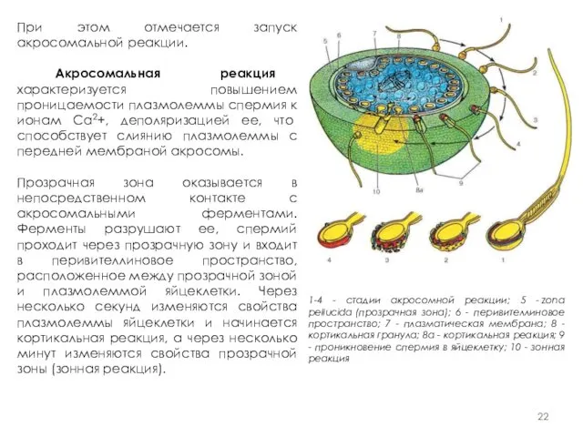При этом отмечается запуск акросомальной реакции. Акросомальная реакция характеризуется повышением проницаемости
