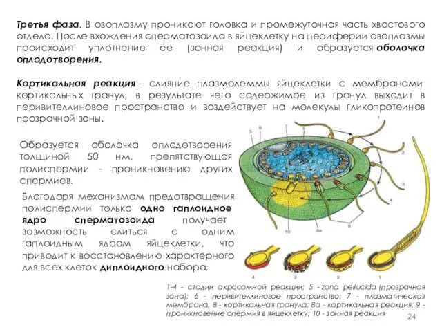 Третья фаза. В овоплазму проникают головка и промежуточная часть хвостового отдела.