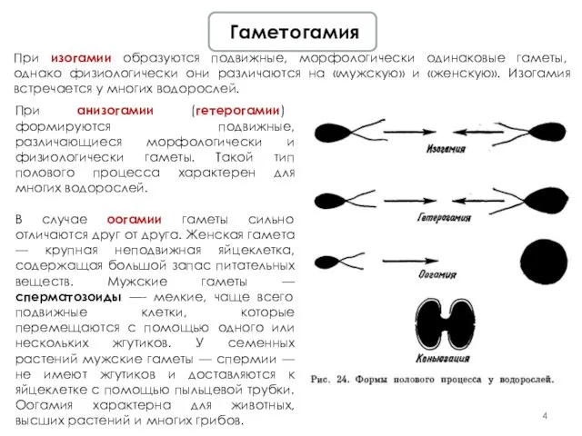 Гаметогамия При изогамии образуются подвижные, морфологически одинаковые гаметы, однако физиологически они