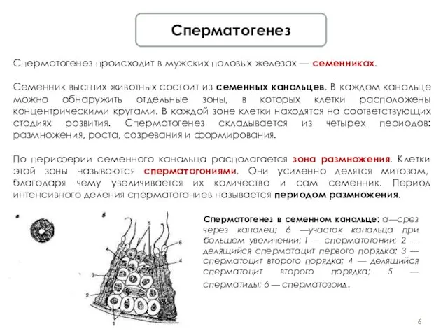 Сперматогенез Сперматогенез происходит в мужских половых железах — семенниках. Семенник высших