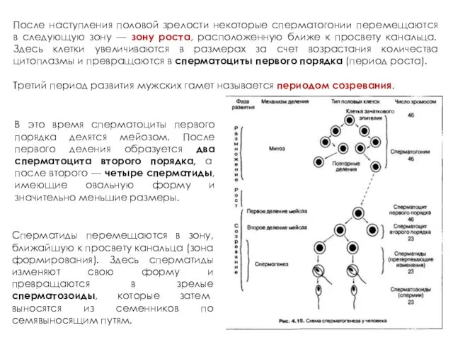 После наступления половой зрелости некоторые сперматогонии перемещаются в следующую зону —