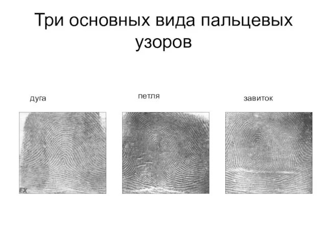 Три основных вида пальцевых узоров дуга петля завиток