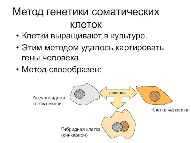 Метод генетики соматических клеток Клетки выращивают в культуре. Этим методом удалось